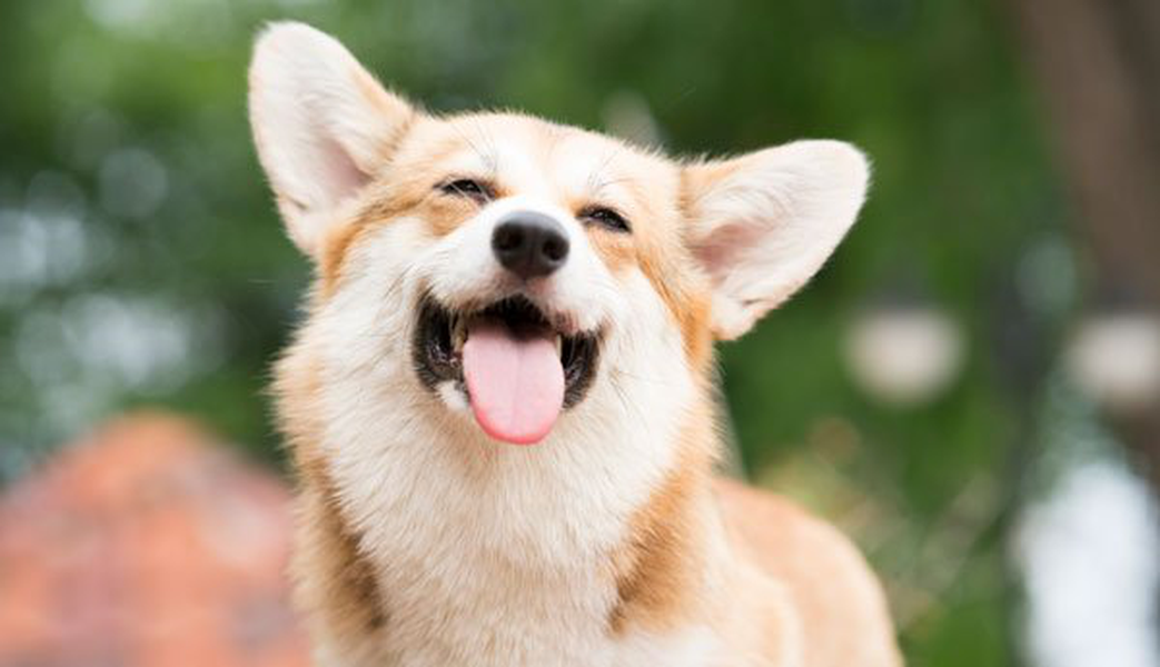 Consulta los establecimientos donde puedes traer a tu mascota Hotel ILUNION Atrium Madrid