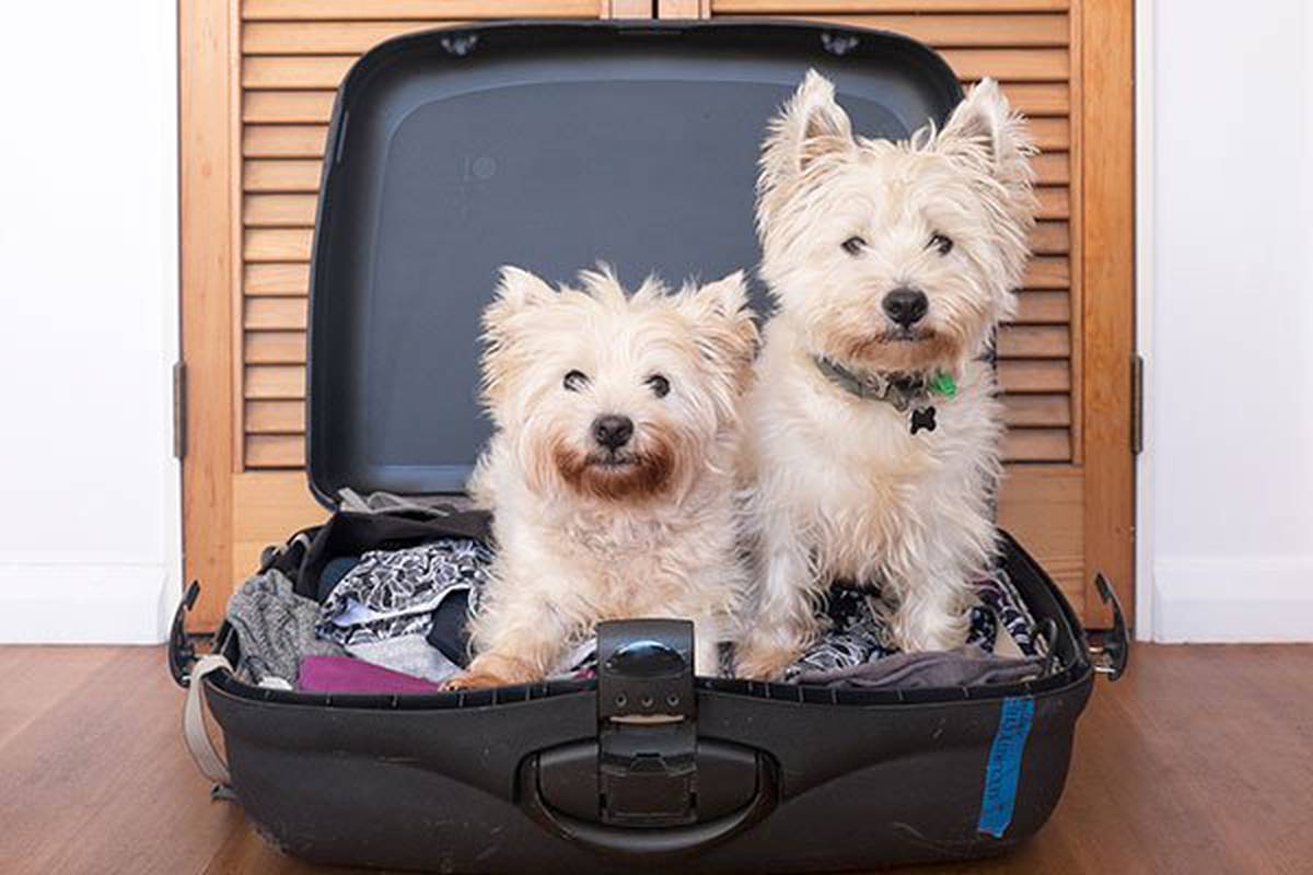 2. informarnos de tu mascota Hotel ILUNION Atrium Madrid