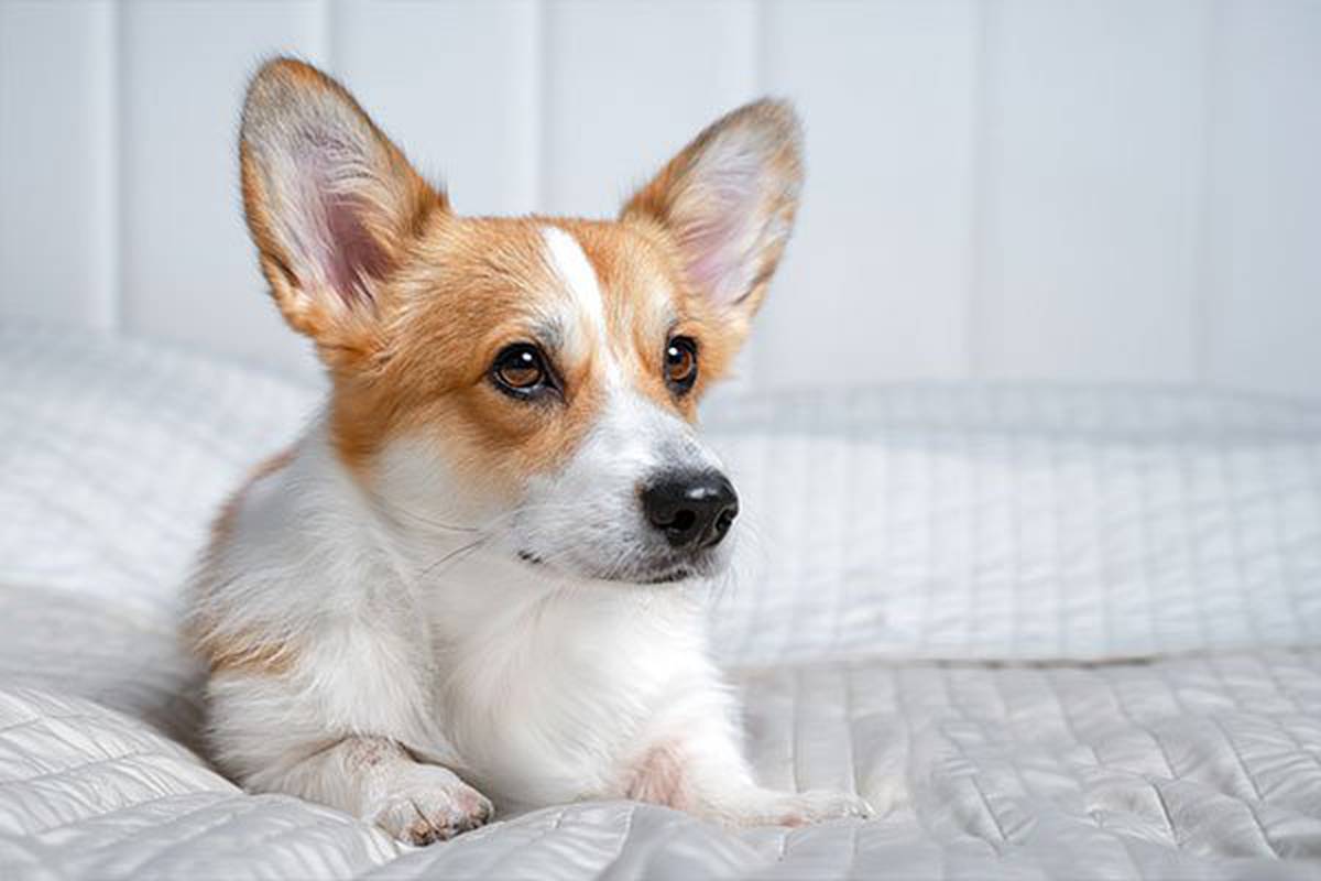 1. selecciona una habitación pet friendly Hotel ILUNION Atrium Madrid